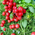 Heirloom Radish Seeds Cherry Belle Red Non-GMO Vegetable Seeds for Home Garden, Organic, Starter Plant, Live Seedling