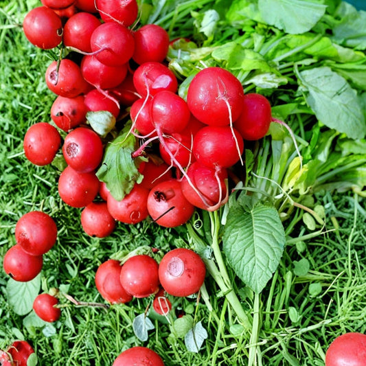 Heirloom Radish Seeds Cherry Belle Red Non-GMO Vegetable Seeds for Home Garden, Organic, Starter Plant, Live Seedling