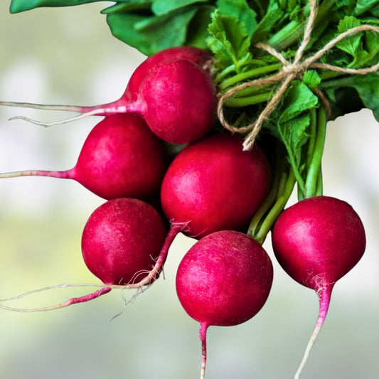 Heirloom Radish Seeds Champion Variety Non-GMO Raphanus sativus 500+ Starter Plant, Home Garden, Vegetable Seeds
