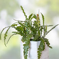Epiphyllum Immortal Unrooted Cutting 8-10in Exotic Cactus Succulent for Propagation Houseplant