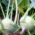 Kohlrabi Seeds Heirloom White Vienna Non-GMO Vegetable Seeds, Brassica oleracea, 50+ Starter Plants, Live Plant, Cutting, Bare Root