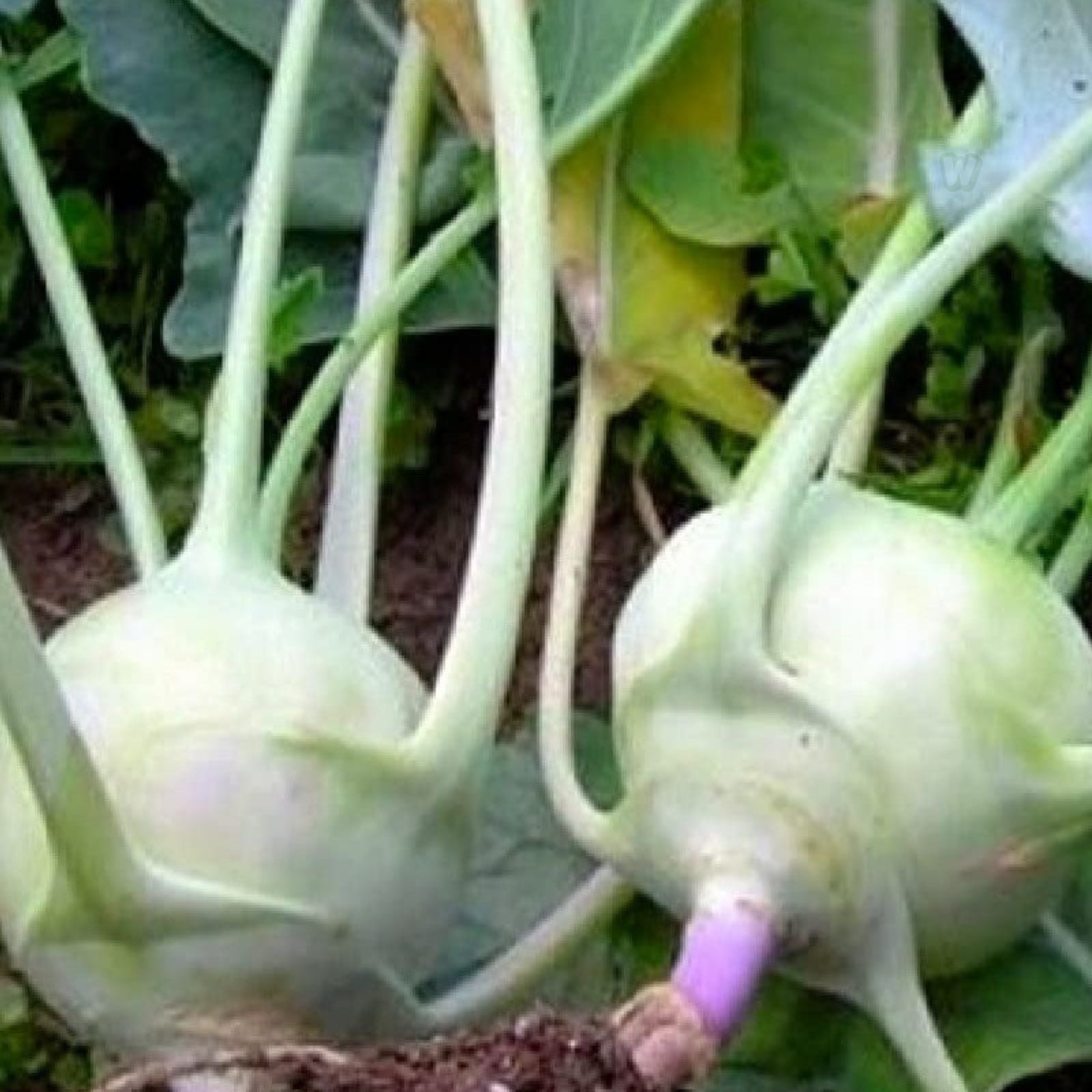 Kohlrabi Seeds Heirloom White Vienna Non-GMO Vegetable Seeds, Brassica oleracea, 50+ Starter Plants, Live Plant, Cutting, Bare Root