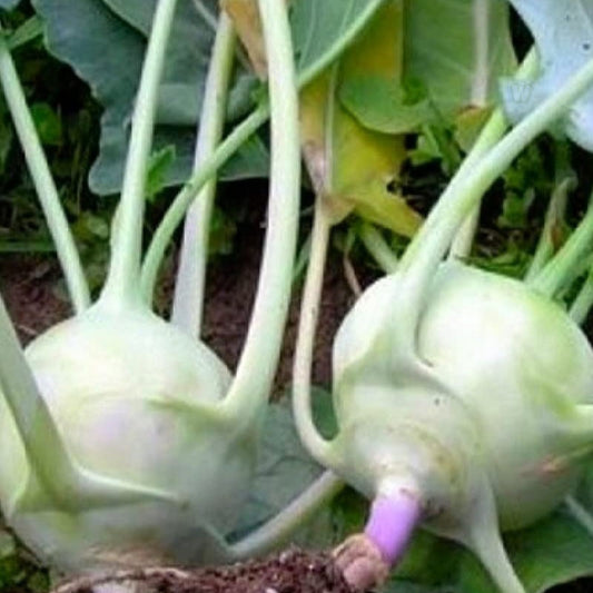 Kohlrabi Seeds Heirloom White Vienna Non-GMO Vegetable Seeds, Brassica oleracea, 50+ Starter Plants, Live Plant, Cutting, Bare Root