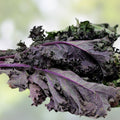 Red Kale Microgreen Seeds 16oz, Brassica oleracea, Nutrient-Dense Live Plant, Sprouting Seeds, Healthy Eating, Starter Plant