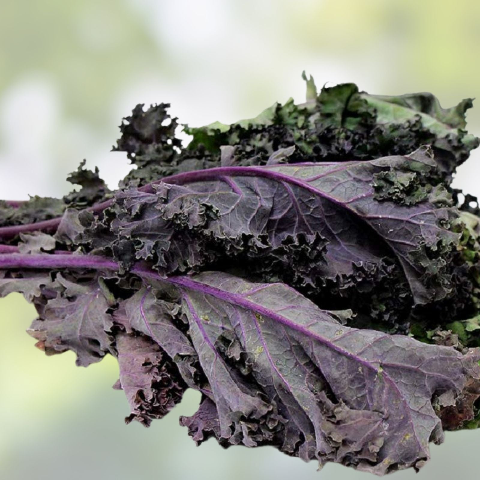Red Kale Microgreen Seeds 16oz, Brassica oleracea, Nutrient-Dense Live Plant, Sprouting Seeds, Healthy Eating, Starter Plant