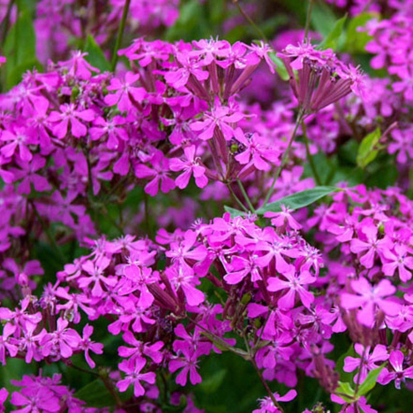 Catchfly Flower Seeds Silene Armeria Perennial Garden Seeds Crimson Red 200+ Blooms Live Plant Cutting