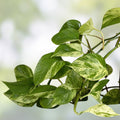 Rooted Green Pothos Cuttings Epipremnum aureum Trailing Vine Indoor Plant Propagation