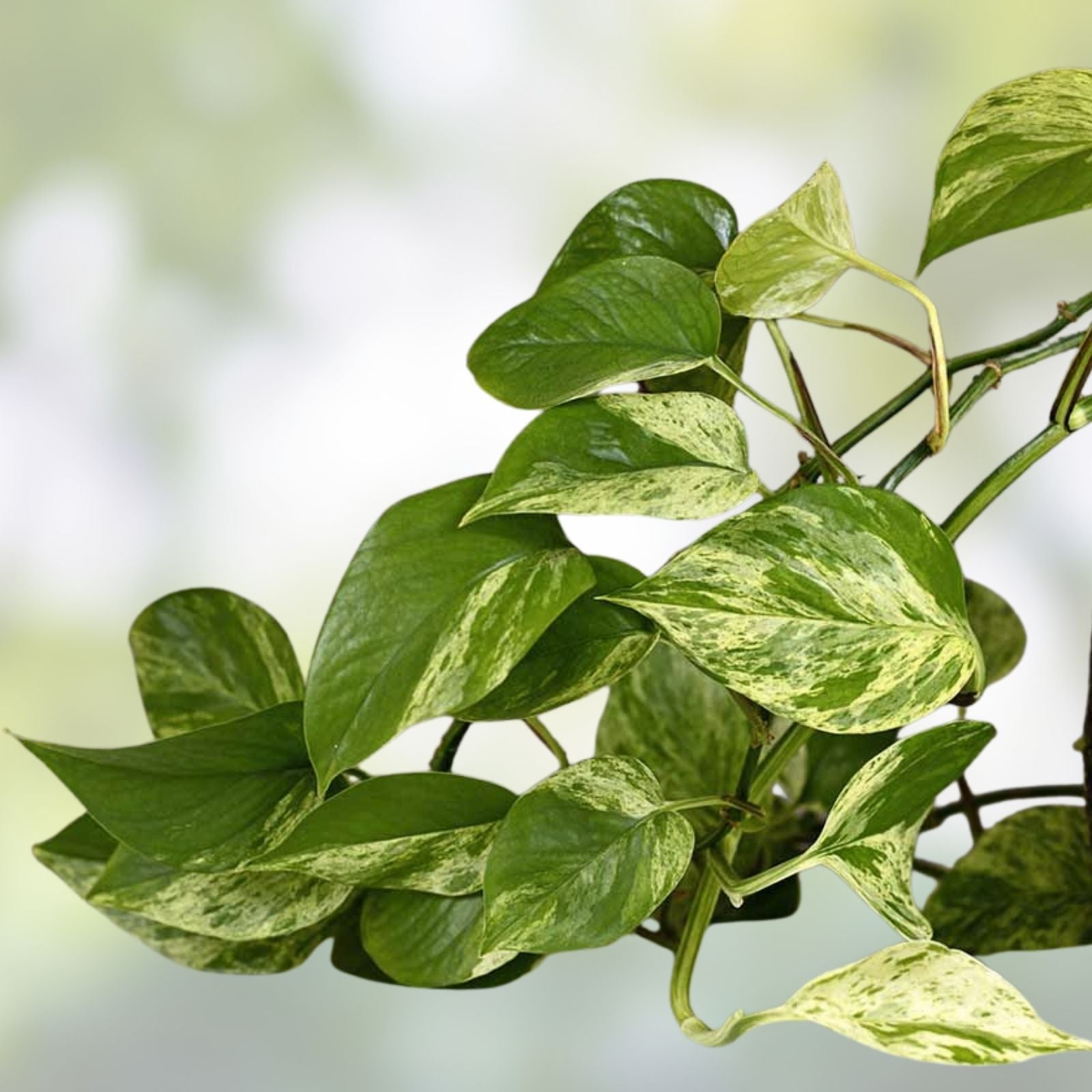 Rooted Green Pothos Cuttings Epipremnum aureum Trailing Vine Indoor Plant Propagation