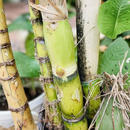 Green Sugarcane Cuttings 1+1 PCS Fresh Live Plant Sweet Juicy Variety Ready to Plant Fast Growing