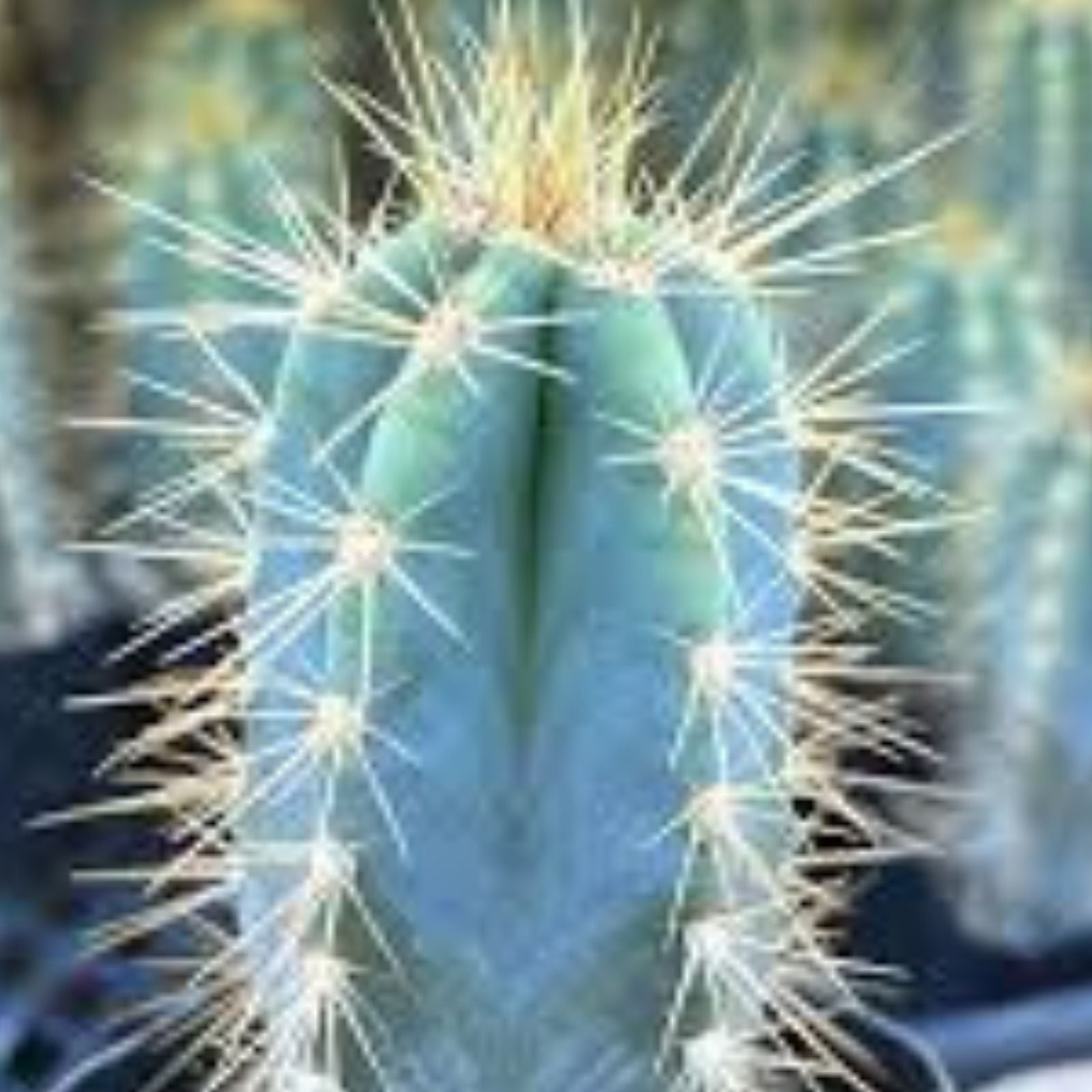 Blue Candle Cactus Cutting | Succulent Plant | Echinocereus triglochidiatus | Desert Cactus for Garden & Indoor Decor