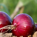 Burgundy Red Onion Seeds Allium cepa Short Day Heirloom Non-GMO Vegetable Seeds 100 Pack