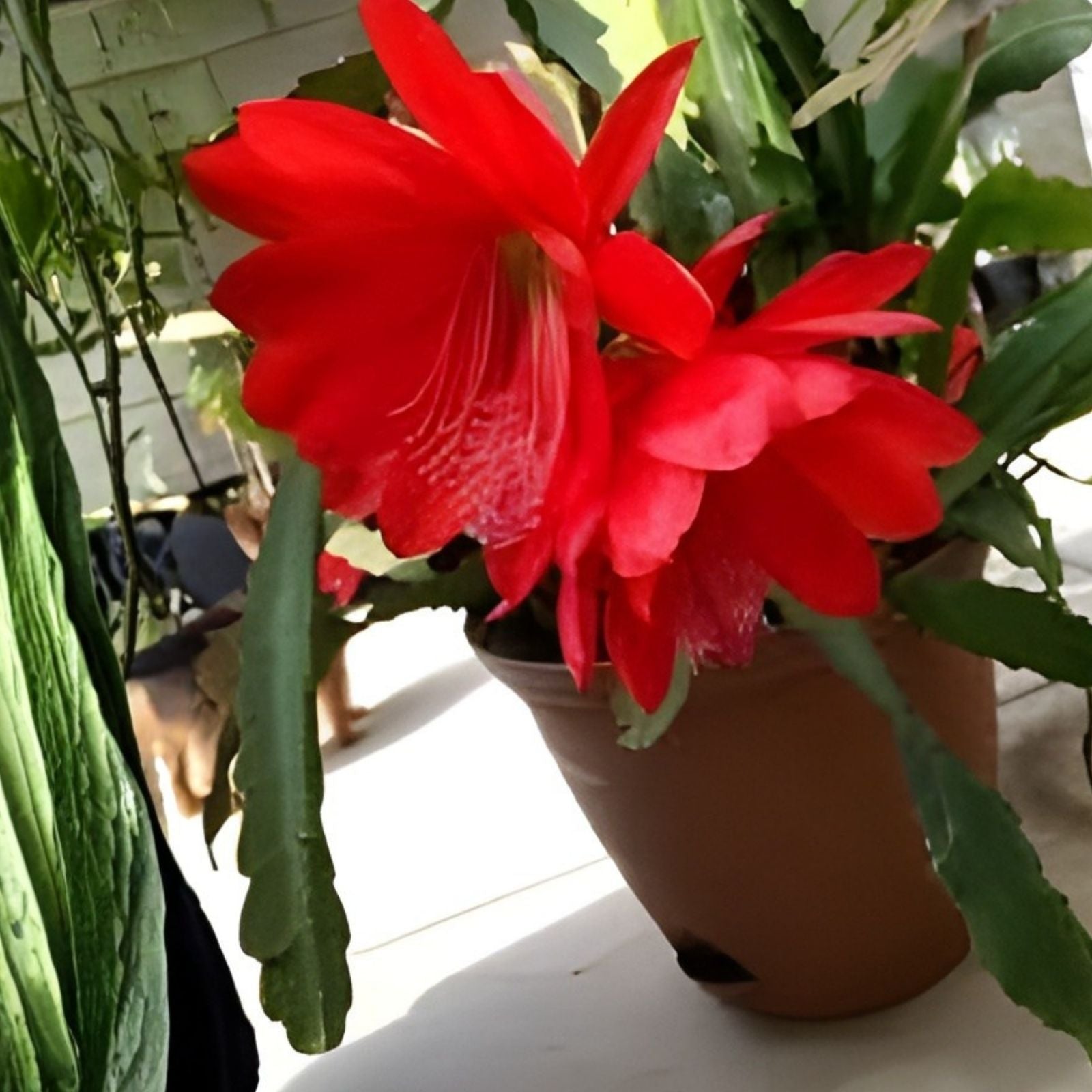 Epiphyllum Cuttings, Succulent Plant Clippings, Houseplant Starter, Easy Propagation, Live Plant, Mystery Color, US Seller