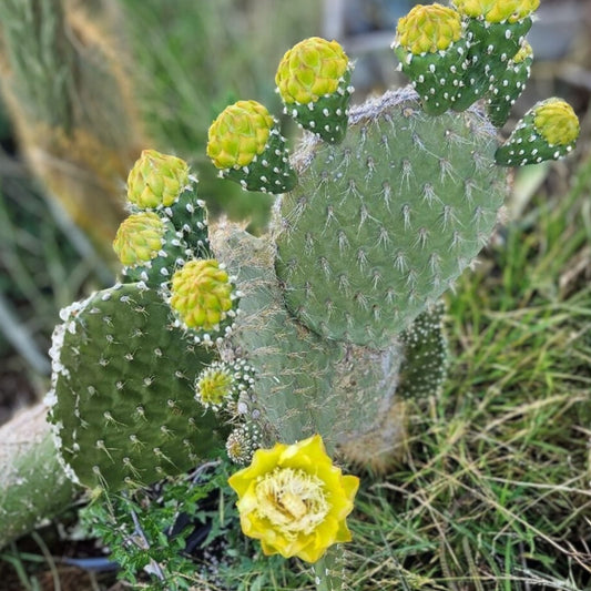Opuntia Megasperma Var. Orientalis Cactus Plant with Colored Flowers – Galapagos Cactus Succulent – Fast Growing