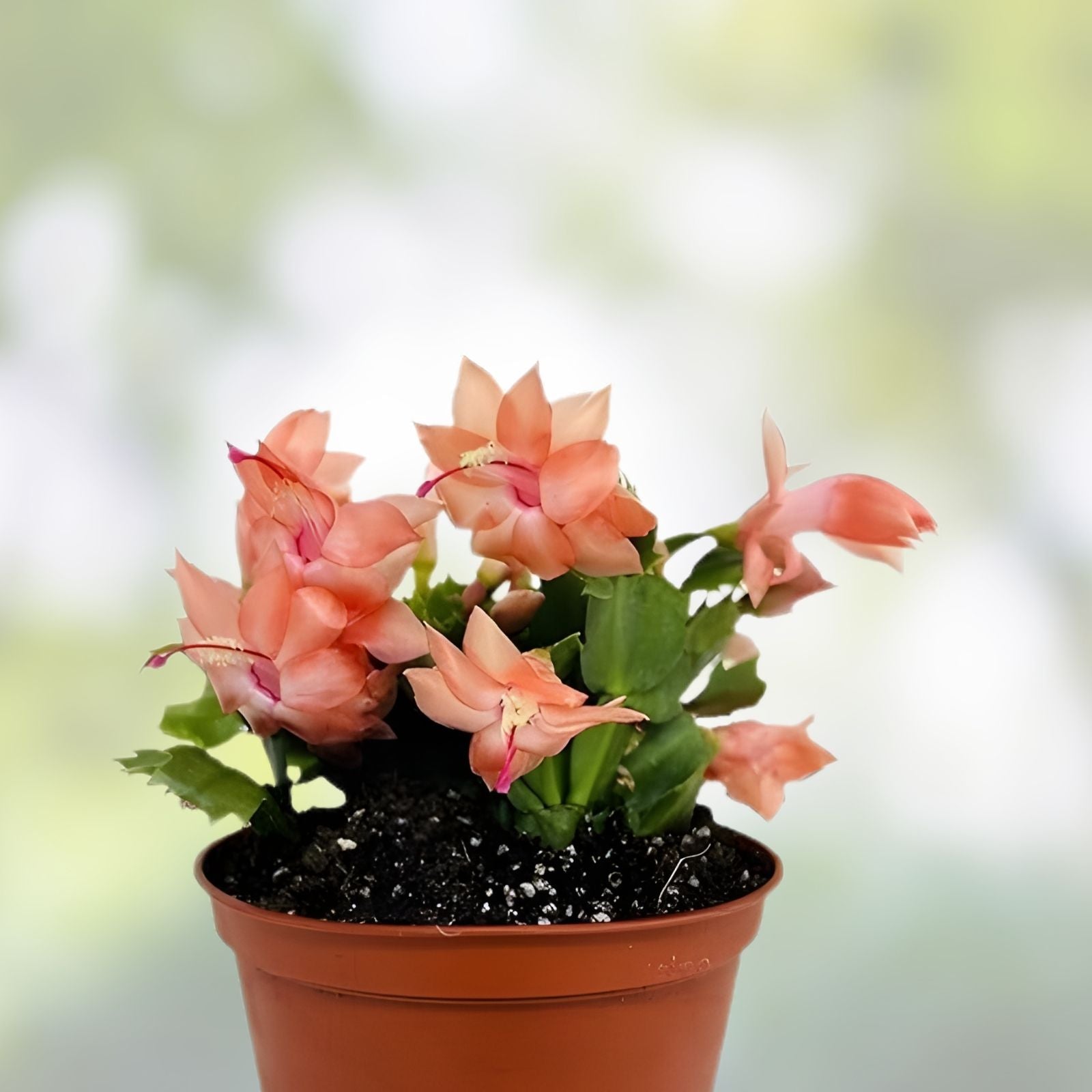 Disocactus salvadorensis Epiphytic Cactus Rare Pastel Cloud Forest Indoor Plant - Fast Growing, Succulent, Unique Houseplant