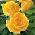 Radiant Perfume Rose - 5 Stems, Fragrant Large Yellow Rose for Planting, Rosa 'Radiant Perfume' - Easy to Grow