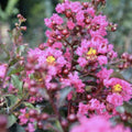 Pink Velour Crape Myrtle Cuttings - Lagerstroemia indica Live Plant Propagation Material, No Roots