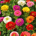 California Giant Zinnia Seeds 100 Count – Bright Colorful Zinnia elegans Flower Seeds for Garden Patio Cut Flowers
