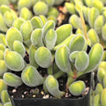 Crassula rogersii Velvet Club Succulent Live Plant Yellow Blooms Indoor Outdoor Starter Cutting