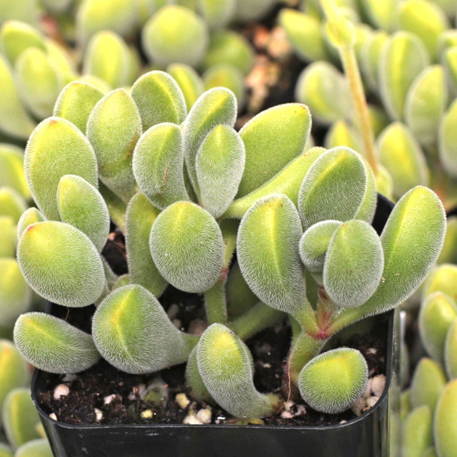 Crassula rogersii Velvet Club Succulent Live Plant Yellow Blooms Indoor Outdoor Starter Cutting