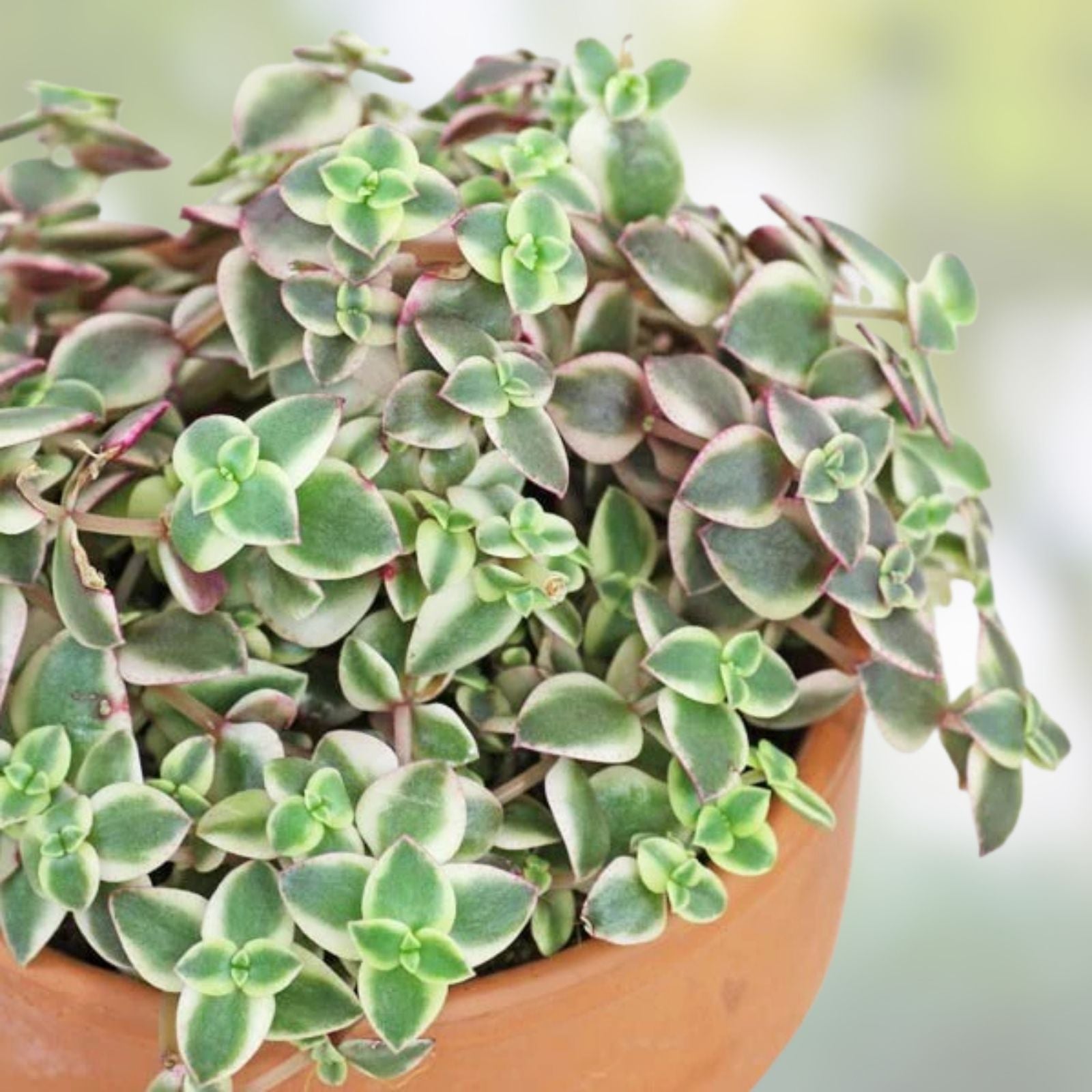 Crassula Marginalis Rubra Variegata Succulent Cuttings - Calico Kitten Plant - Live Houseplant Starter Kit - 3 Pieces