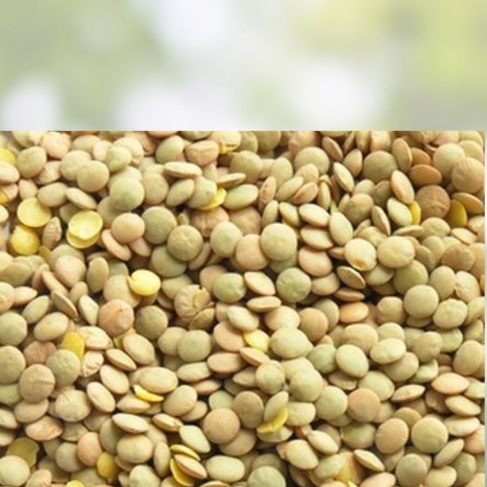 Dried Green Lentils 2 oz – Organic, Gluten-Free, Vegan Legume, High Protein & Fiber, Lens culinaris, Cooking Ingredient