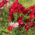 Dazzler Cosmos Seeds 100 Organic Cosmos bipinnatus Colorful Annual Flower Live Plant Cutting Bare Root Starter Plant Free Shipping USA