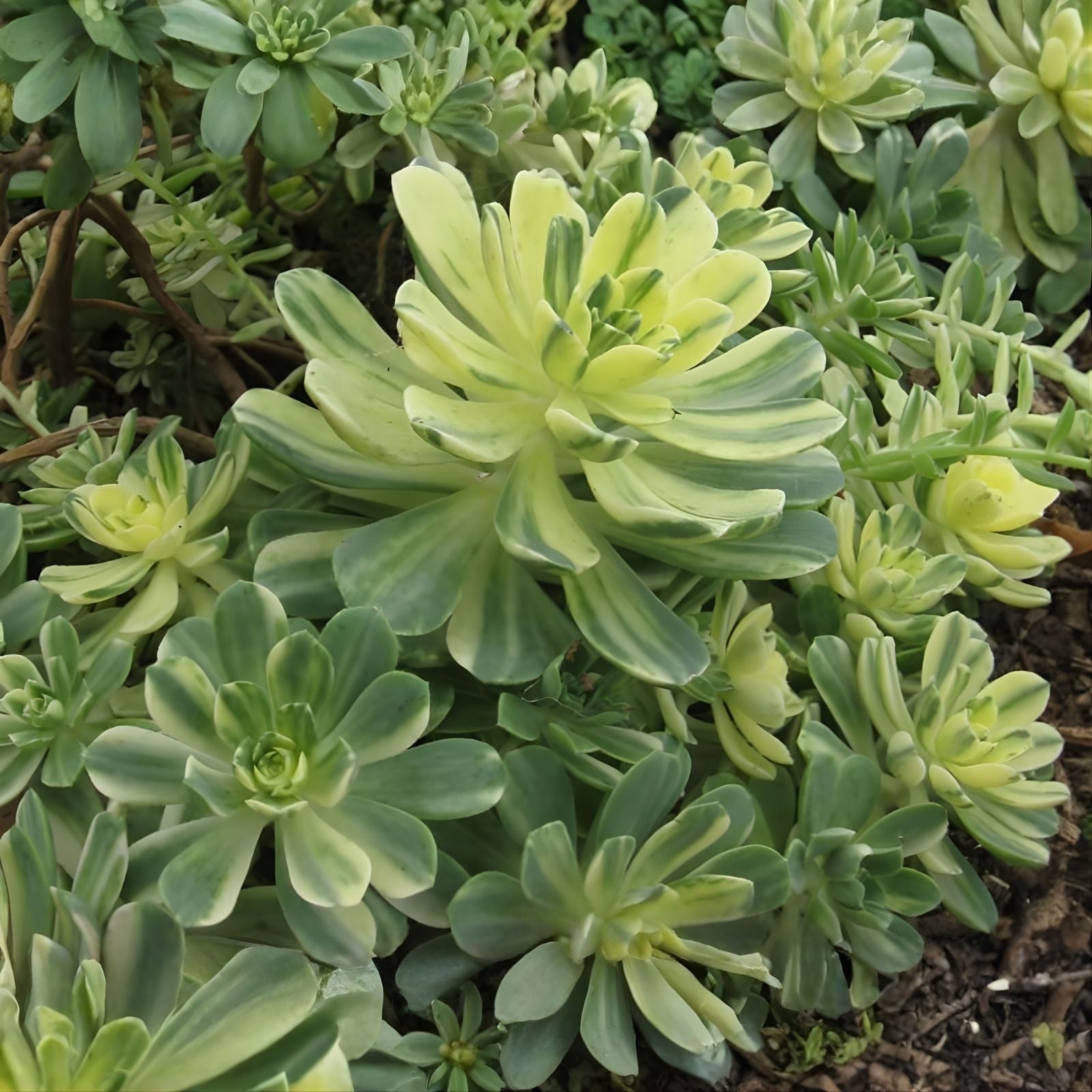 Succulent Cuttings 3 Variegated Aeonium 'Harry Mak' Castello Paivae Live Indoor Plant Starter