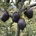 Black Diamond Apple Cutting for Rooting or Grafting, Rare Malus domestica Variety, Fast Shipping