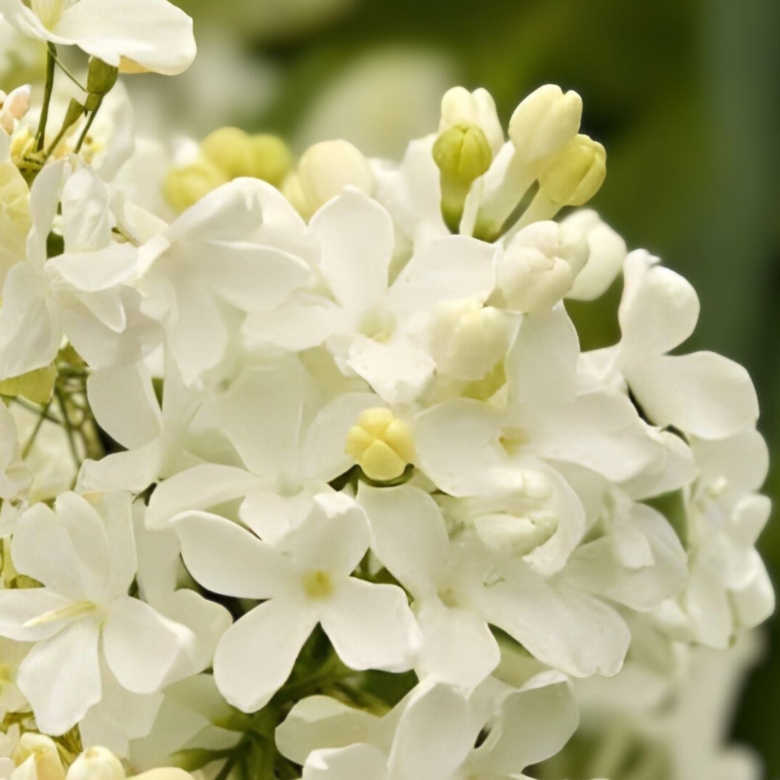 Angel White Lilac Cuttings 5 Pack Syringa vulgaris Live Plant Bush Shrub Tree Starter Plant