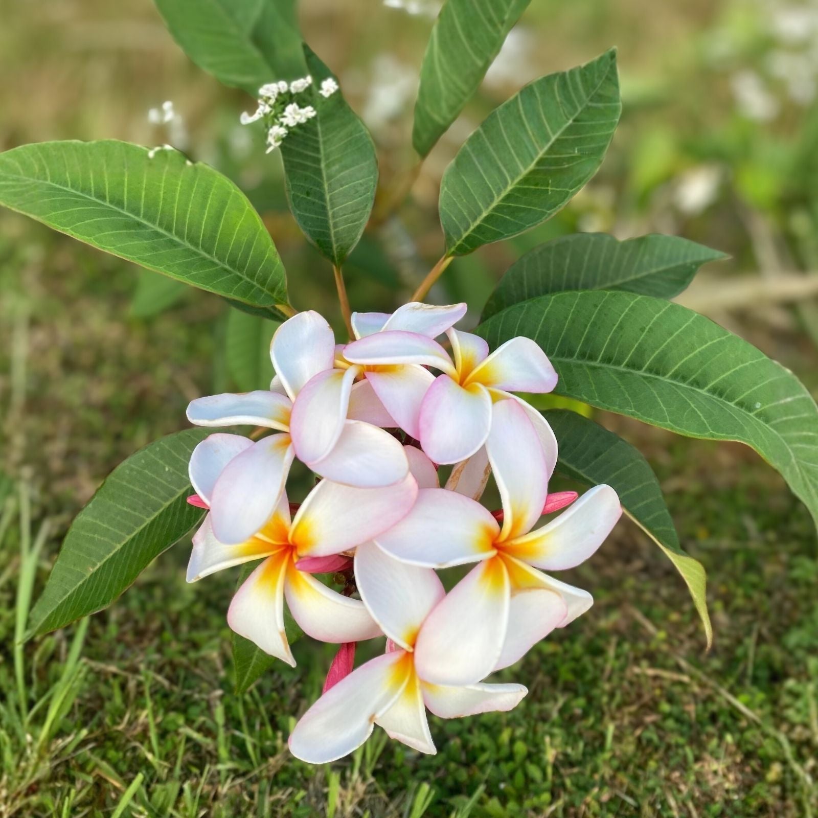 Rooted Plumeria Cutting 16" Candy Stripe Plumeria (Plumeria rubra) Tropical Flowering Plant for Garden Patio
