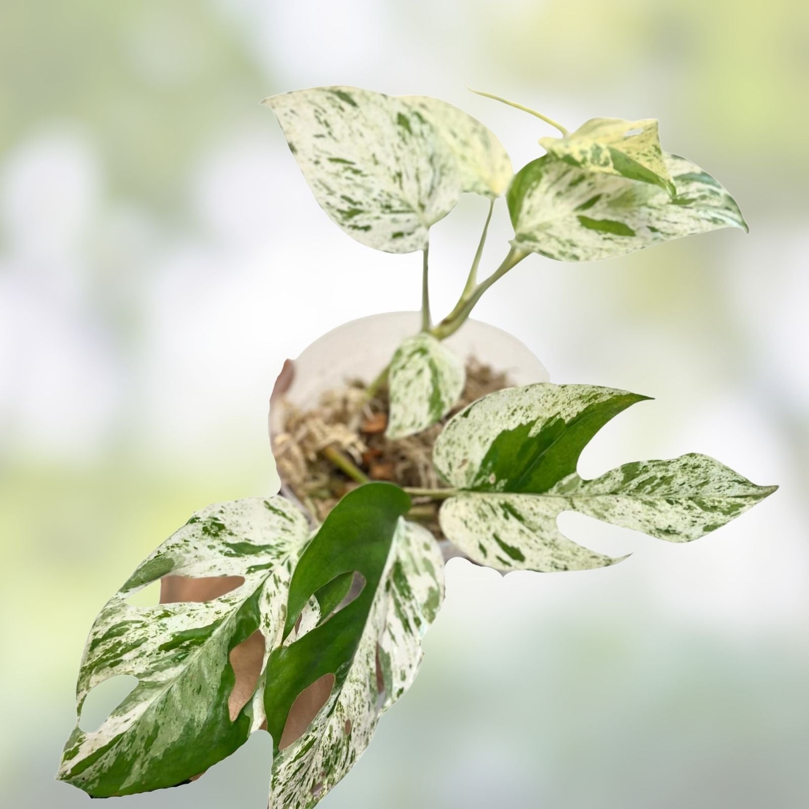 Epipremnum Pinnatum Marble Cutting Variegated Pothos Live Houseplant Indoor Plant for Home Decor