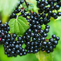 12 American Elderberry Cuttings Sambucus canadensis Edible Wildflower Pollinator Plant Live Starter