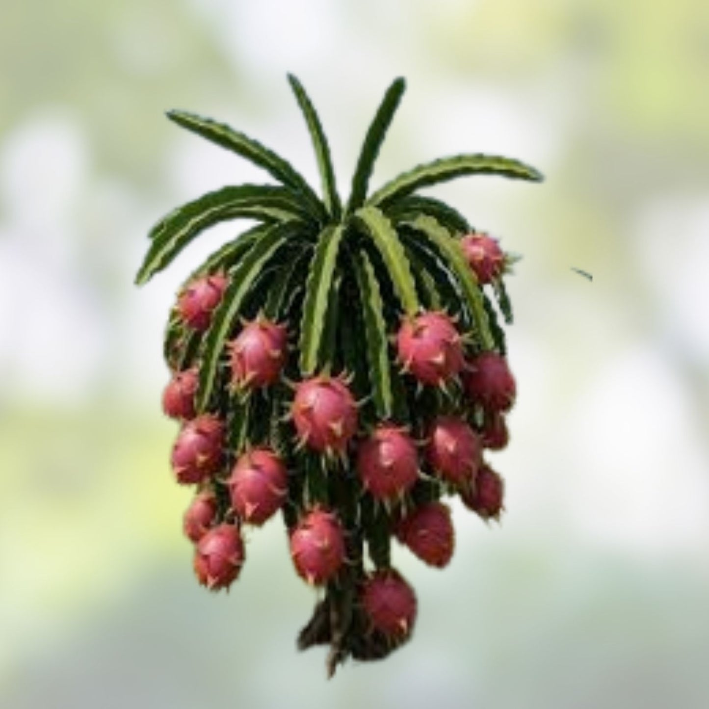 Dragon Fruit Cutting Lake Atitlan Variety Hylocereus undatus Tropical Fruit Plant Live Starter Non-GMO