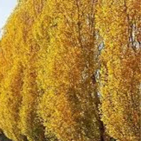 Lombardy Poplar Trees Live Cuttings - Fast-Growing Privacy Trees - Populus nigra 'Italica' - Ornamental Evergreen Shrubs
