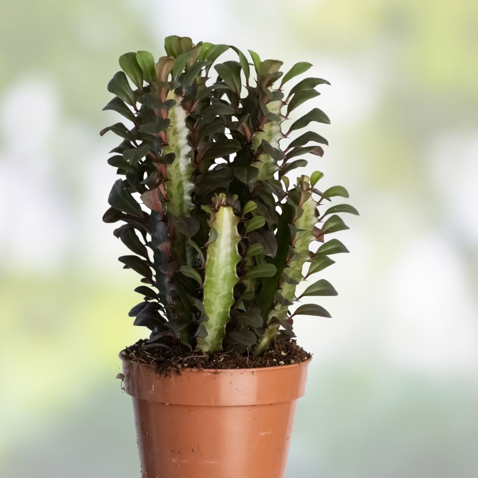 African Milk Tree Cuttings - Euphorbia trigona - Easy Care Succulent for Indoor Gardening & Home Decor - Fast Shipping