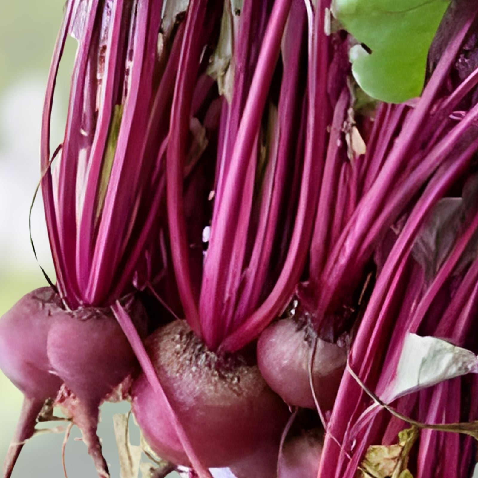 Beet Seeds Ruby Queen Heirloom Non-GMO Dark Red Beta vulgaris Vegetable Seeds 50+ Starter Plants