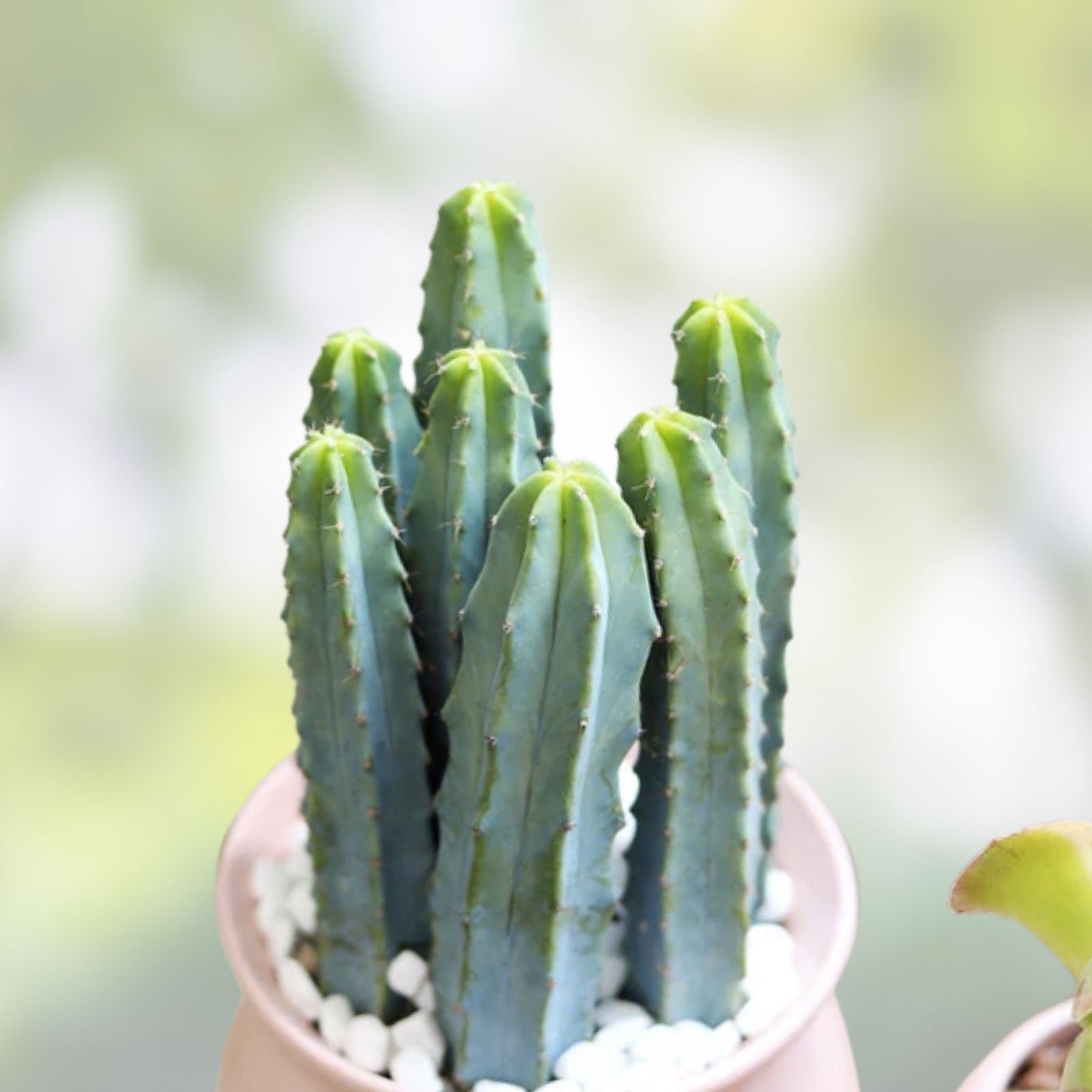 Rooted Blue Candle Plant Myrtillocactus Geometrizans 10-12" | Unique Blue Succulent Cactus Live Plant