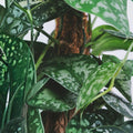 Silver Serpent Vine Plant Smilax glauca Live Houseplant Rooted Cutting Green Silver-Backed Leaves