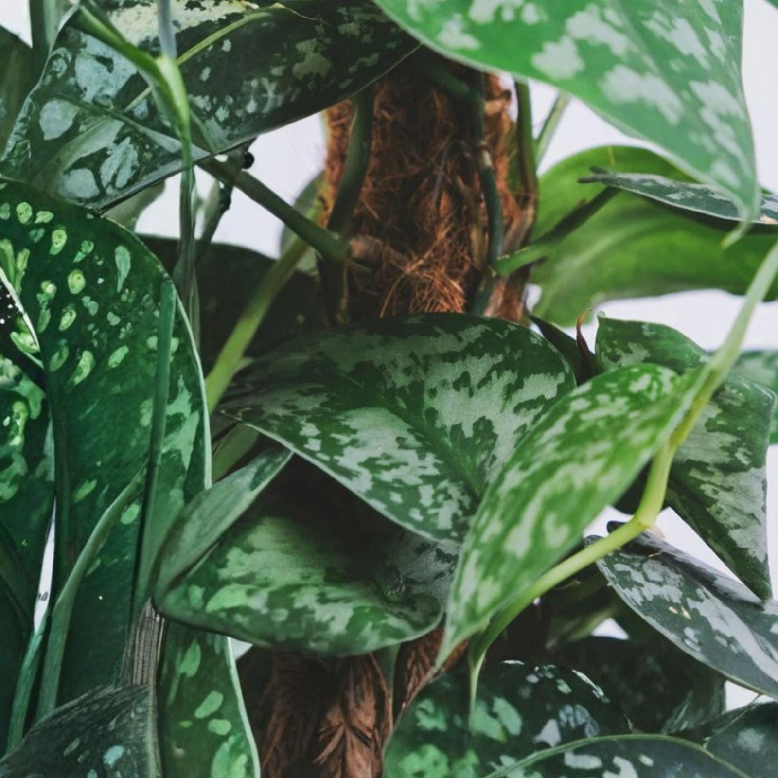 Silver Serpent Vine Plant Smilax glauca Live Houseplant Rooted Cutting Green Silver-Backed Leaves