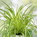 Variegated Spider Plant 8" Live Houseplant Chlorophytum comosum Air Purifying Low Maintenance Indoor Plant
