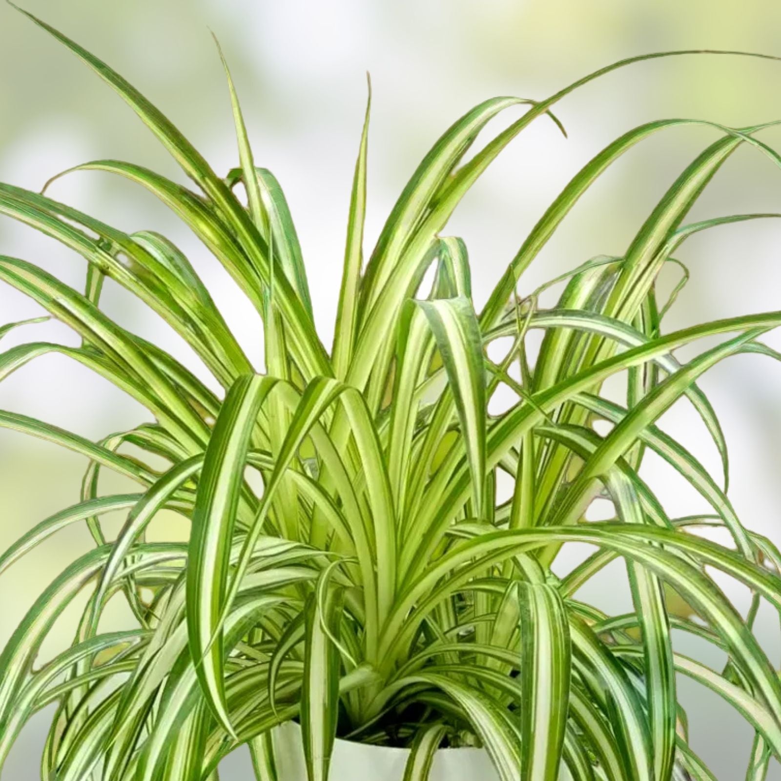 Variegated Spider Plant 8" Live Houseplant Chlorophytum comosum Air Purifying Low Maintenance Indoor Plant