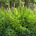 Royal Fern Live Plants 5-Pack Osmunda regalis Native Shade Garden Ferns Wetlands South Alabama