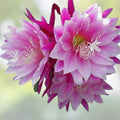 Epiphyllum Bumpkin Orchid Cactus Cutting Live Plant Succulent Propagation July 4th Collection
