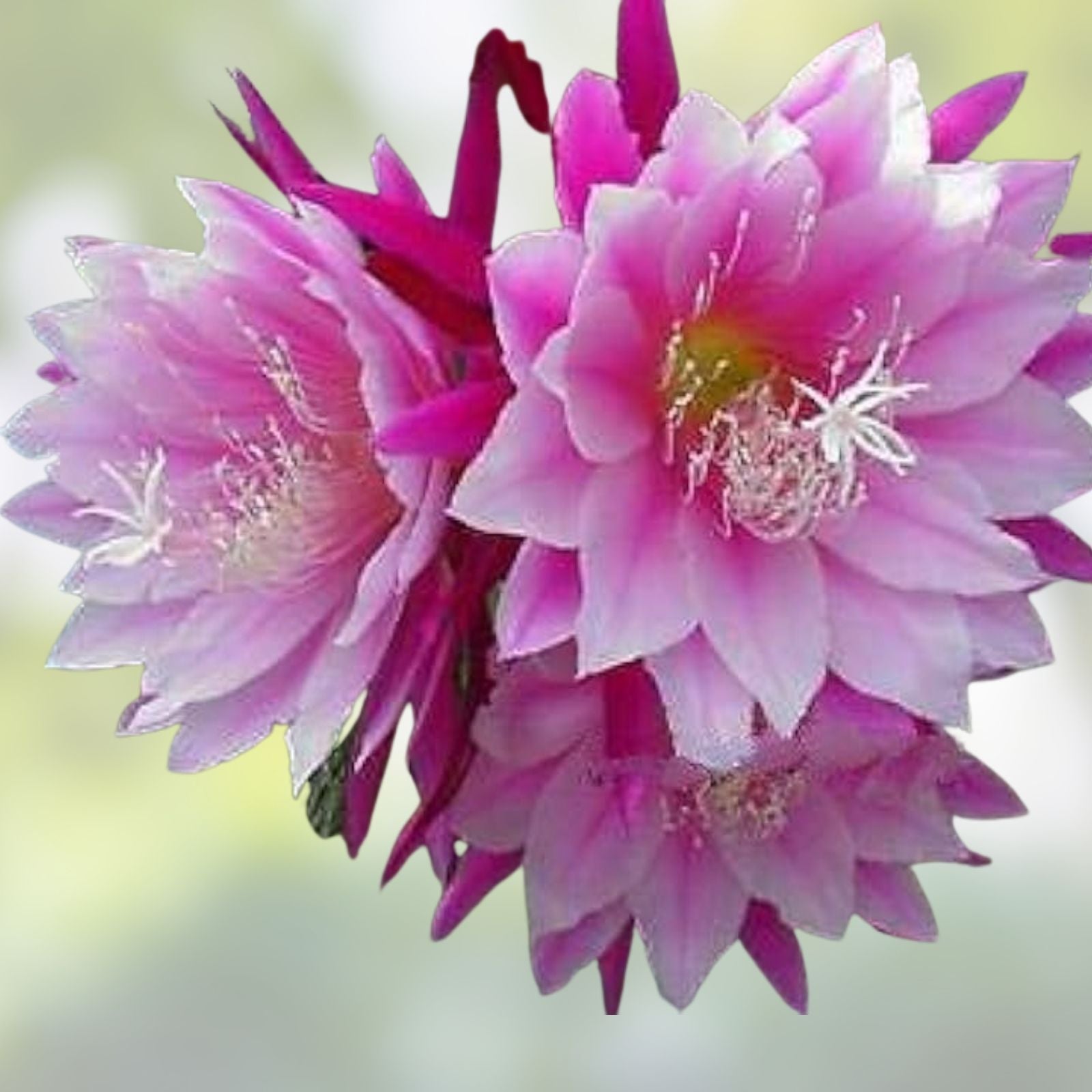 Epiphyllum Bumpkin Orchid Cactus Cutting Live Plant Succulent Propagation July 4th Collection