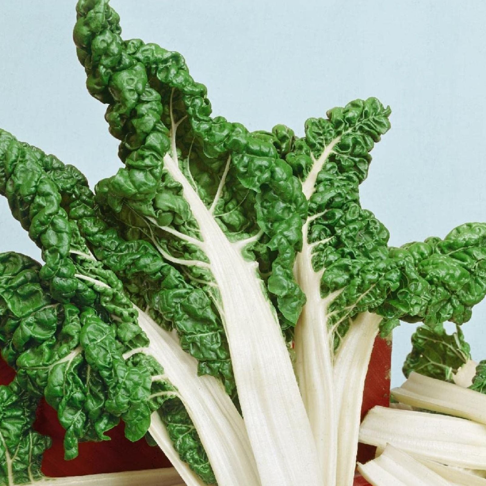 Swiss Chard Seeds Large White Ribbed Heirloom, Beta vulgaris subsp. cicla, edible leafy greens, vegetable garden starter, 25+ seeds