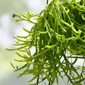 Rhipsalis Sulcata Cutting | Rare Orchid Cactus Succulent Plant Propagule | Live Houseplant Starter
