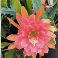 Unrooted Epiphyllum Cuttings 8-10 Inches American Sweetheart Epiphyllum oxypetalum Succulent Plant