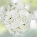 Geranium Cuttings Pelargonium Zonal White Flowers 6" Live Starter Plants Unrooted Houseplant