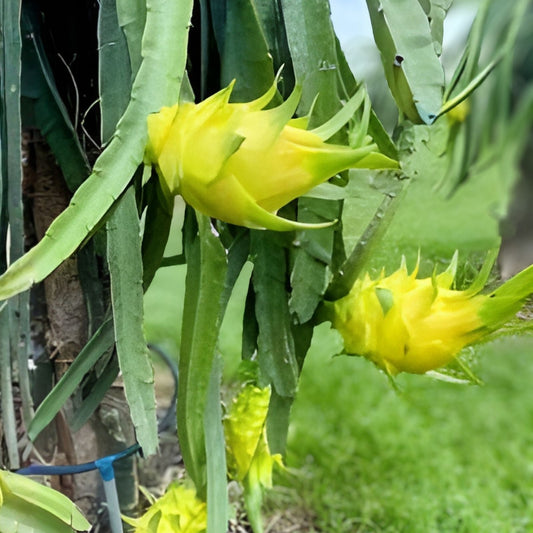 Albino Yellow Dragonfruit Cutting Hylocereus megalanthus Live Plant 12-16 inch Fruit Plant Starter Bare Root