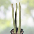 Snake Cactus Tip Cut 12" – Peniocereus serpentinus Nyctocereus serpentinus Desert Succulent for Propagation, Easy to Grow